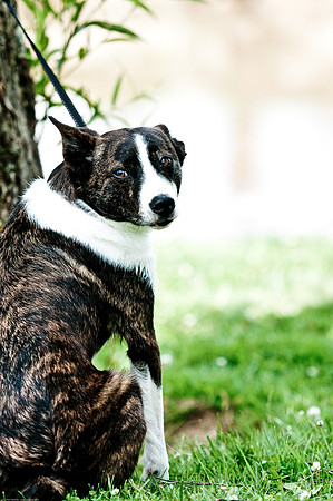 Woofstock 2010 -Soho Photography