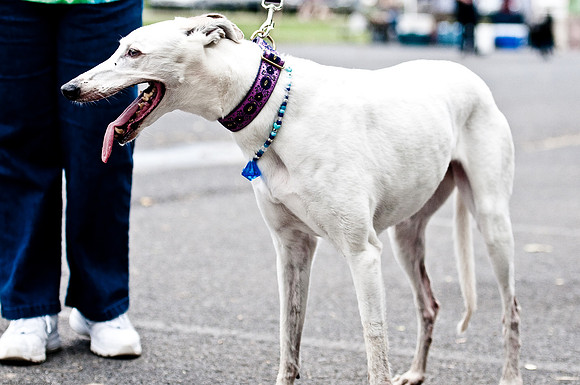Woofstock 2010 -Soho Photography