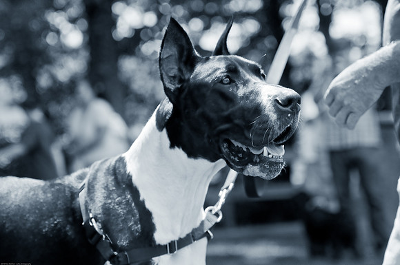 Woofstock 2010 -Soho Photography