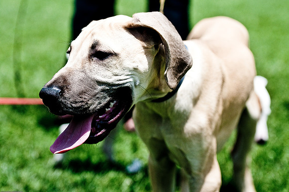 Woofstock 2010 -Soho Photography