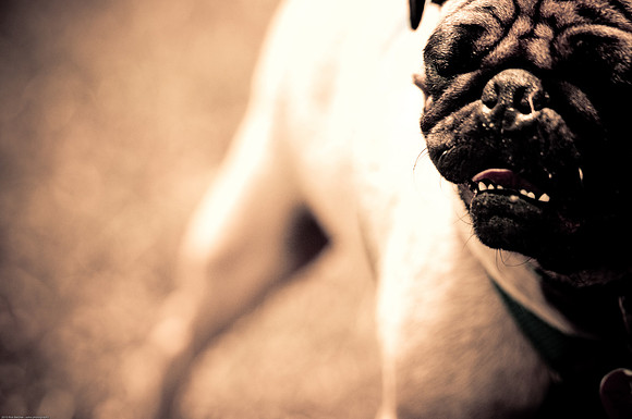 Woofstock 2010 -Soho Photography