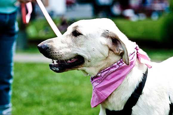 Woofstock 2010 -Soho Photography