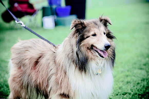 Woofstock 2010 -Soho Photography
