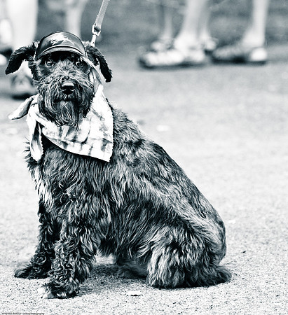 Woofstock 2010 -Soho Photography