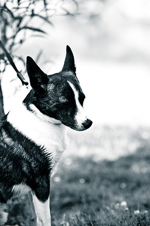 Woofstock 2010 -Soho Photography