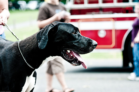 Woofstock 2010 -Soho Photography