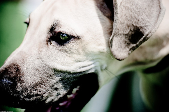 Woofstock 2010 -Soho Photography