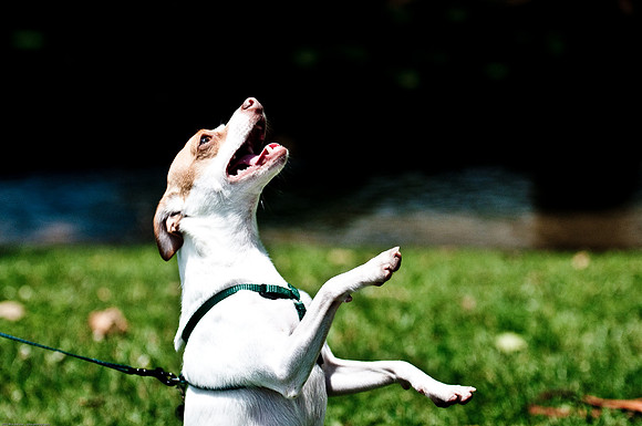 Woofstock 2010 -Soho Photography