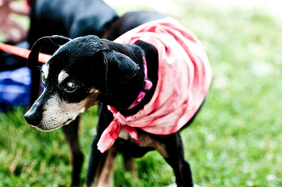 Woofstock 2010 -Soho Photography
