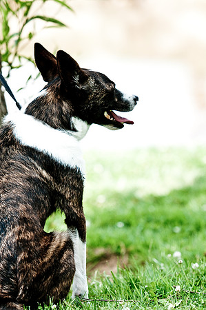 Woofstock 2010 -Soho Photography