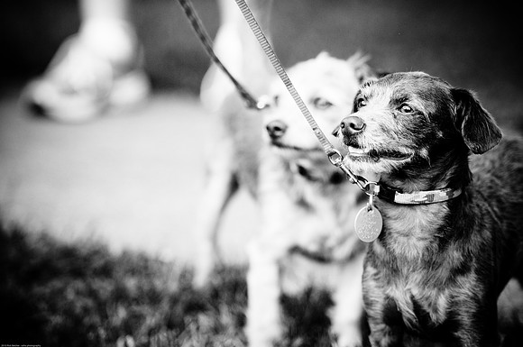 Woofstock 2010 -Soho Photography