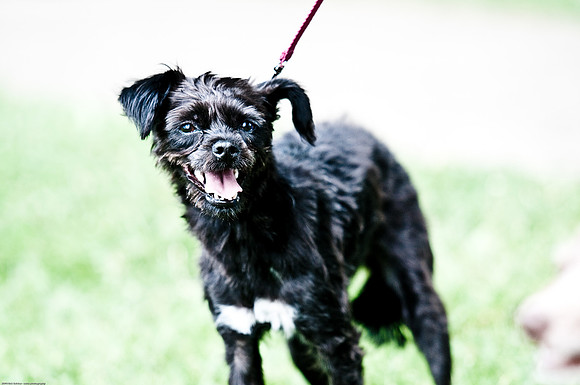 Woofstock 2010 -Soho Photography