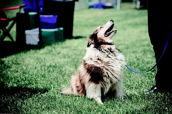 Woofstock 2010 -Soho Photography