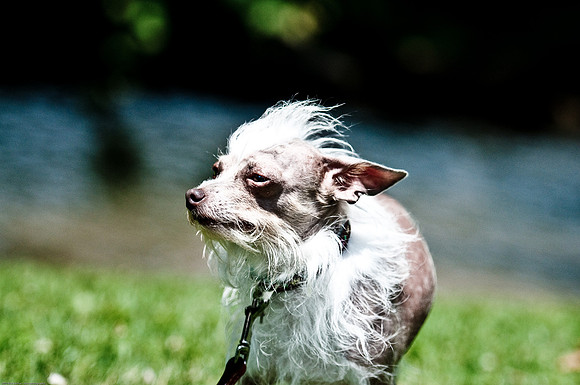 Woofstock 2010 -Soho Photography