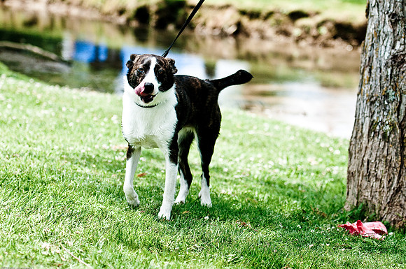Woofstock 2010 -Soho Photography