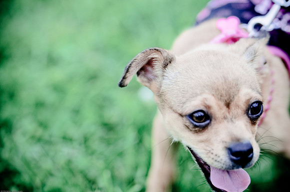 Woofstock 2010 -Soho Photography