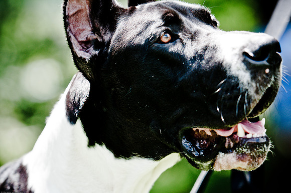 Woofstock 2010 -Soho Photography