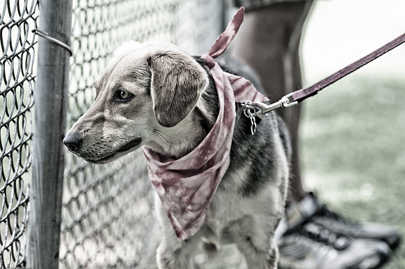 Woofstock 2010 -Soho Photography