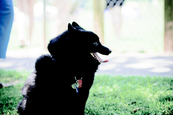Woofstock 2010 -Soho Photography
