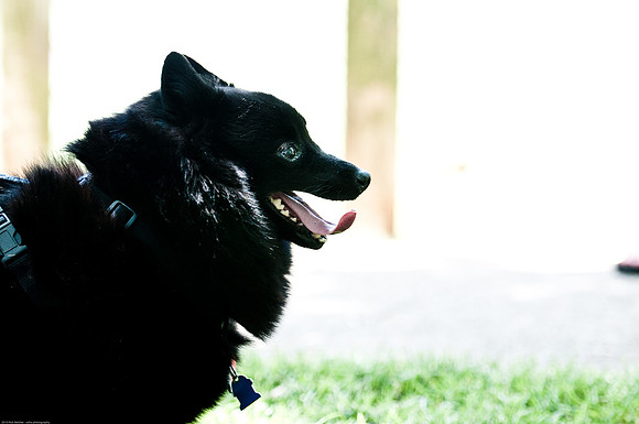 Woofstock 2010 -Soho Photography