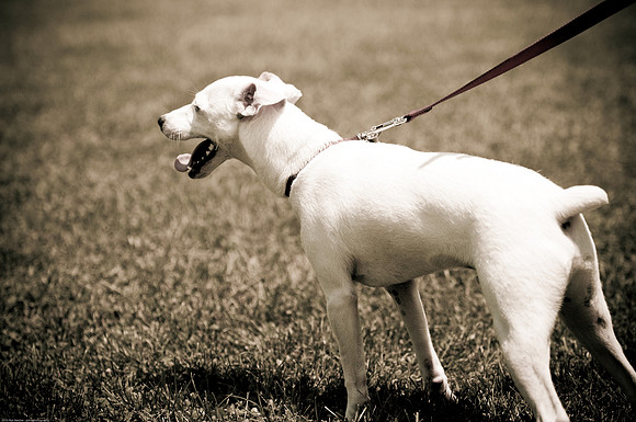 Woofstock 2010 -Soho Photography