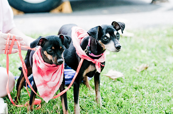 Woofstock 2010 -Soho Photography