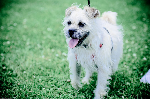 Woofstock 2010 -Soho Photography