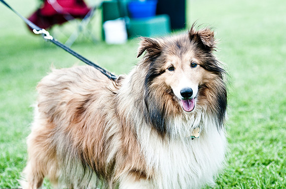 Woofstock 2010 -Soho Photography