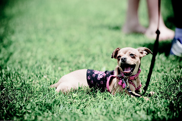 Woofstock 2010 -Soho Photography