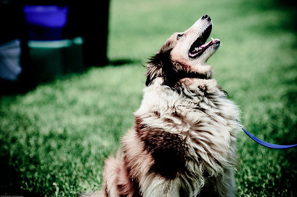 Woofstock 2010 -Soho Photography