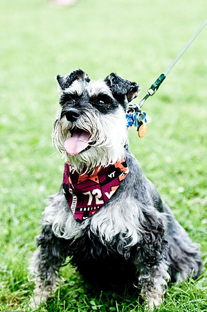 Woofstock 2010 -Soho Photography
