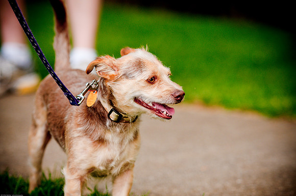 Woofstock 2010 -Soho Photography