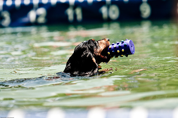 Woofstock 2010 -Soho Photography