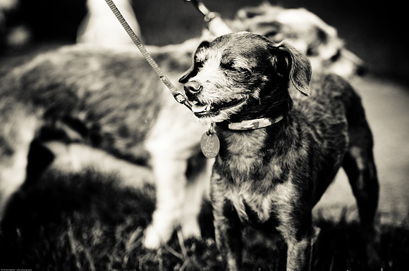 Woofstock 2010 -Soho Photography