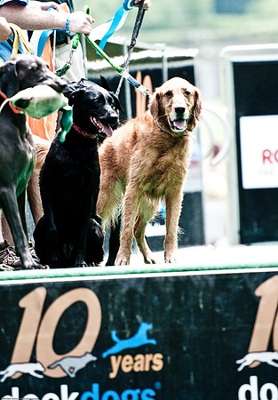 Woofstock 2010 -Soho Photography