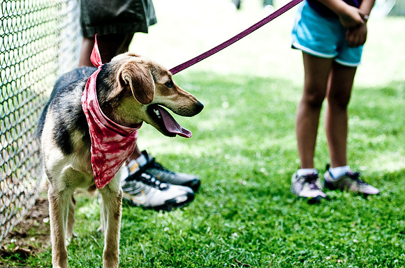 Woofstock 2010 -Soho Photography